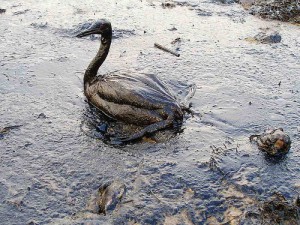 How-the-BP-Oil-Spill-Affects-Your-Health